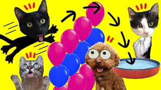 Juegos para gatos Luna y Estrella vs globos de colores y agua / Videos de animales graciosos