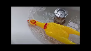 A day in the life of a rubber chicken