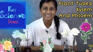 Plant Tubes Xylem and Phloem