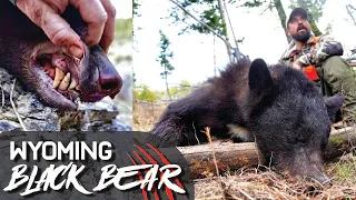 HORSEBACK WYOMING BLACK BEAR