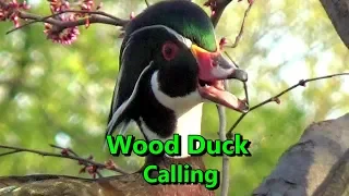 Male Wood Duck Calling 🦆 CLOSE UP 🦆 North Pond Nature Sanctuary 🐦Lincoln Park Chicago May 2019