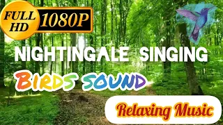 Relaxing Sleep Music | Pure sound of the nightingale song |Nightingale Singing In The Forest