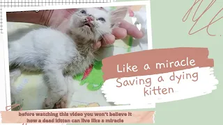 This Dying Kitten's Story Will Shock You! Tiny kitten rescue