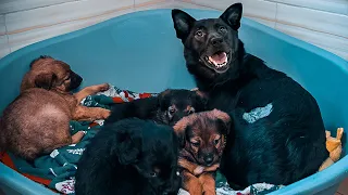 Mama Dog Wouldn’t Stop Smiling After Reunion with Her Stolen Puppies