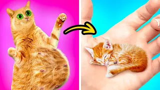 TRUQUES PARA GATAS GRÁVIDAS || Dicas de sobrevivência e ideias inteligentes para donos de pets