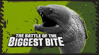 Saltwater Crocodile Vs Moray Eel! | Deadly Animal Showdowns | BBC Earth Kids