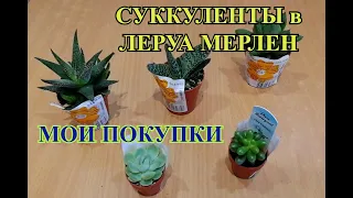 Cуккуленты в Леруа Мерлен. Мои покупки.