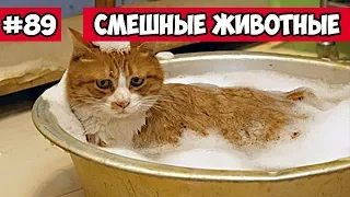 Смешные животные - кот в ванной | Bazuzu Video ТОП подборка 89, январь 2018