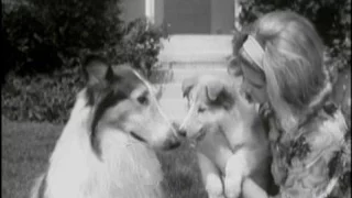 Lassie - Episode #372 - "High Water" - Season 11, Ep 20 -  1/31/1965