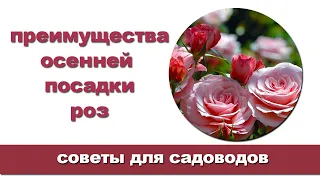 Осенняя посадка роз — плюсы и минусы