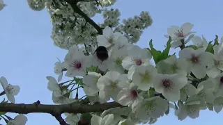 Красота английской весны. The beauty of England's spring.