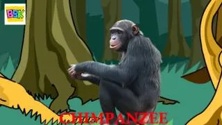 The Finger Family Song | Chimpanzee | English Nursery Rhymes For Kids