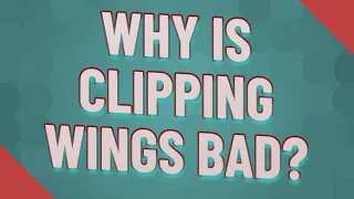 Why is clipping wings bad?