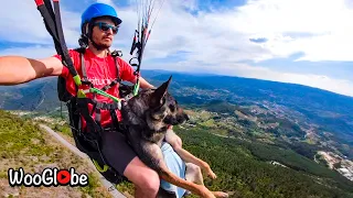 This German Shepherd Dog Loves Paragliding || WooGlobe