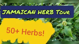 The MEDICINAL HERB Tour (Part 2)  🌿 Over 50 Potent Medicinal Herbs Of Jamaica 🇯🇲🌱☘🌾