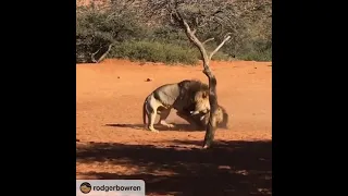 Crazy Intense Fight between Lion Brothers Competing for Girlfriend!