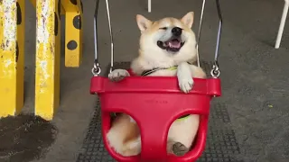 Funny & Relaxing Shiba Inu Compilation - Best Funny Shiba Inu Videos #1
