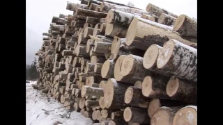 В Иркутской области пресечена деятельность организованной группы нелегальных лесозаготовителей