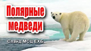 🔴НОВИНКА! ОЧЕНЬ интересный СЛАЙД! Полярные медведи | Рассказ 2021