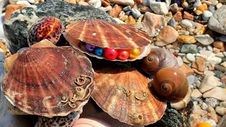 Giant arctic pearl scallops, imagine how big their pearls are?