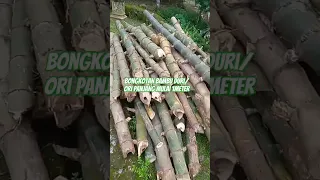 Review Bongkotan Bambu ori/duri