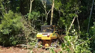 CAT D6R XL Bulldozer Operator Opens New Land That Has Long Been Abandoned