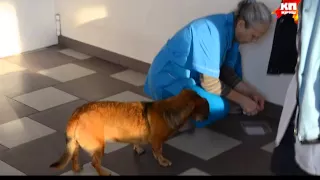Под Новосибирском собака уже год ждет своего умершего хозяина на пороге больницы