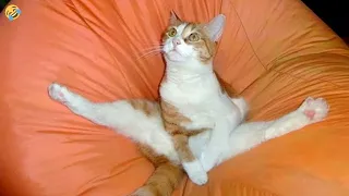 You Laugh You Lose 😁 Funniest Animals 2024 😺🐶 New Funny Cats and Dogs Videos 😹🐶 p13
