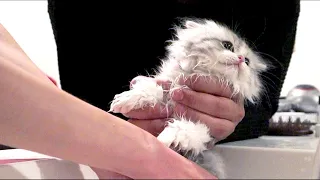子猫を初めてお風呂に入れたらガチギレされました…