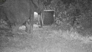 A leopard and some elephants meet and look each other in the eye in front of a mirror