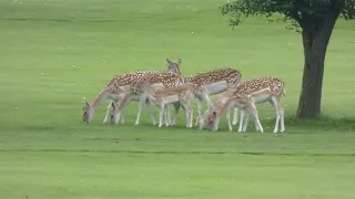 ROE DEER FAMILY & Capreolus capreolus