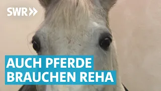 Herzensprojekt: Pferdepension mit Rehastall in Welzheim
