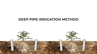 Deep Pipe Irrigation Method I  Ashok kumar, Rampura Kolar