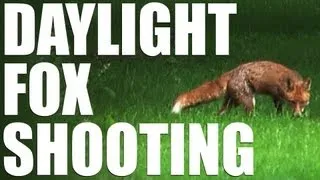 Daylight foxing with a bonus buck