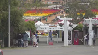 Flower fields in Oceanside in full-bloom