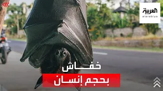 خفاش عملاق بحجم إنسان أرعب العالم