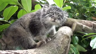 Pallas Cat Kittens 2010 At 10 Weeks Old