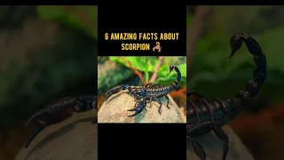 amazing Facts About scorpion 😱😱😱#shorts #ytshorts #scorpion