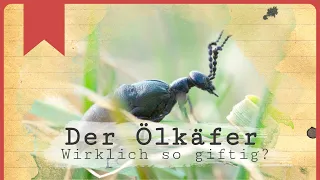 Ölkäfer - Wirklich so gefährlich?