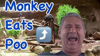 Tenerife ( monkey eats poo 💩)Tenerife canary islands Spain