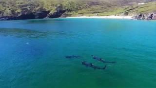 Basking Sharks in Keem Bay