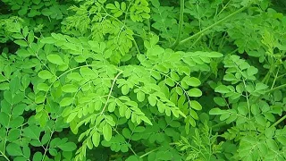 Moringa : l’arbre miracle à l’île Maurice