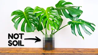 The Alternative Way To Grow The Best Monstera