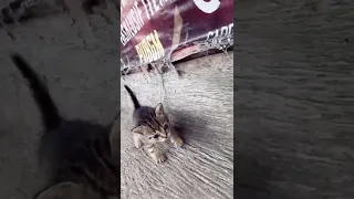 man saves kitten on highway