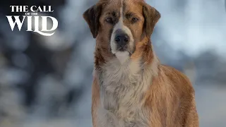 The Call of the Wild | Dogs of Disney Welcome Buck