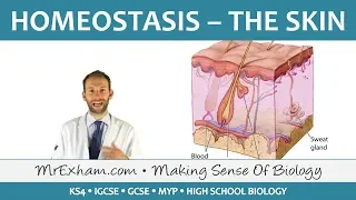 Homeostasis and the Skin - GCSE Biology (9-1)