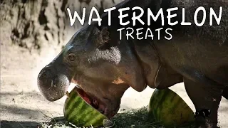 Animals Enjoying Watermelons at Brookfield Zoo