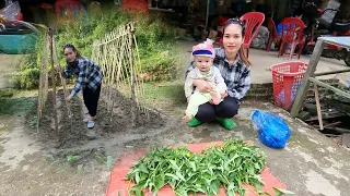 Single mother - Harvesting vegetables to sell at the market.Make a bamboo trellis to grow vegetables