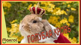 🐰Чистопородное кролиководство. 👉Проблемы и решения.👌  #Макляк #Макрол