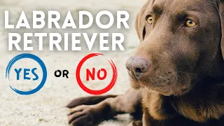 Labrador Retriever: 20 Pros & Cons of Owning One